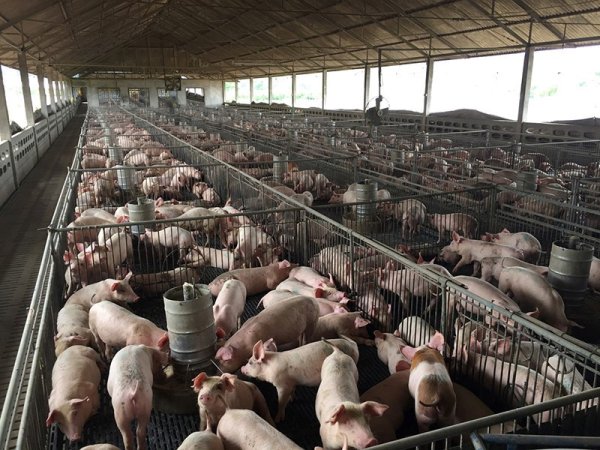 Đang đang bùng nổ nhu cầu của Pork Sparks trong số các nhà sản xuất lợn hàng đầu của Việt Nam